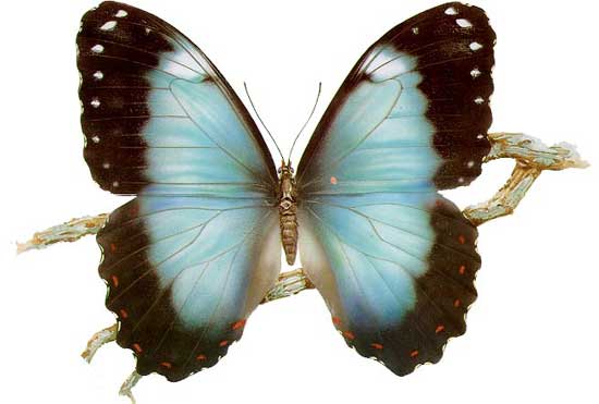 Detail Tropische Schmetterlinge Nomer 13