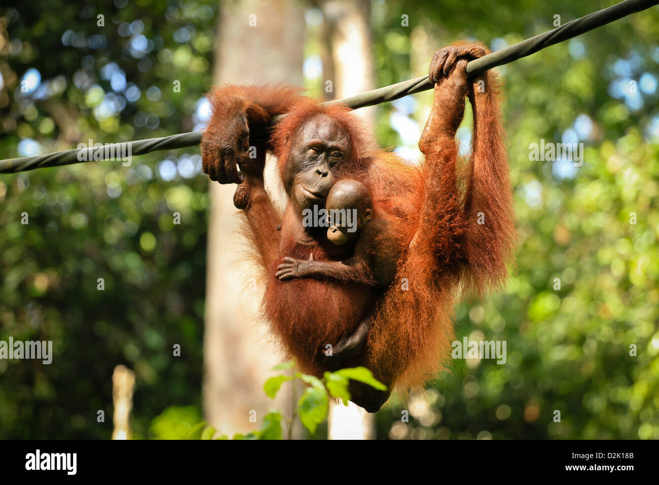 Detail Orang Utan Hd Nomer 52