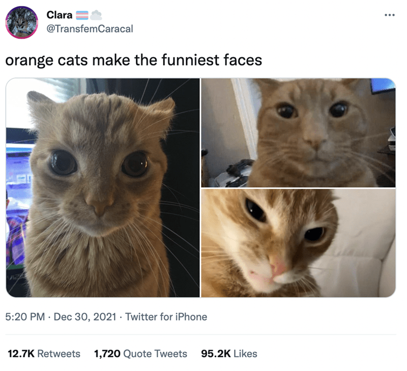 Detail Orange Cat Meme Nomer 3