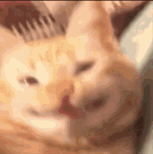 Detail Orange Cat Meme Nomer 24