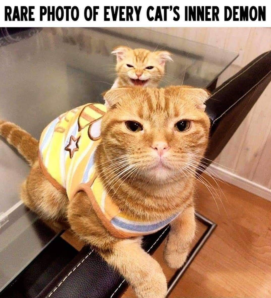 Detail Orange Cat Meme Nomer 33