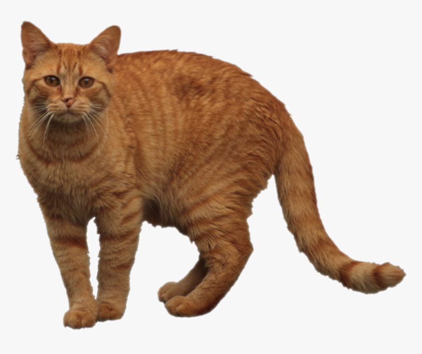 Orange Cat Png - KibrisPDR