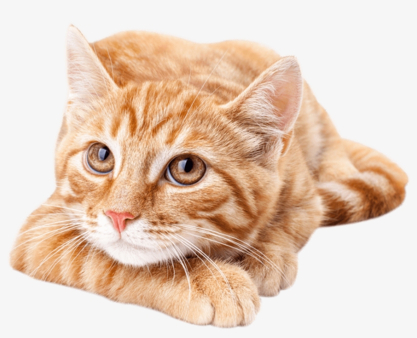 Detail Orange Cat Png Nomer 4