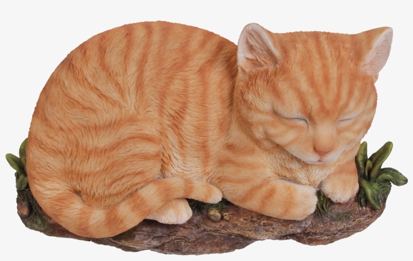 Detail Orange Cat Png Nomer 40