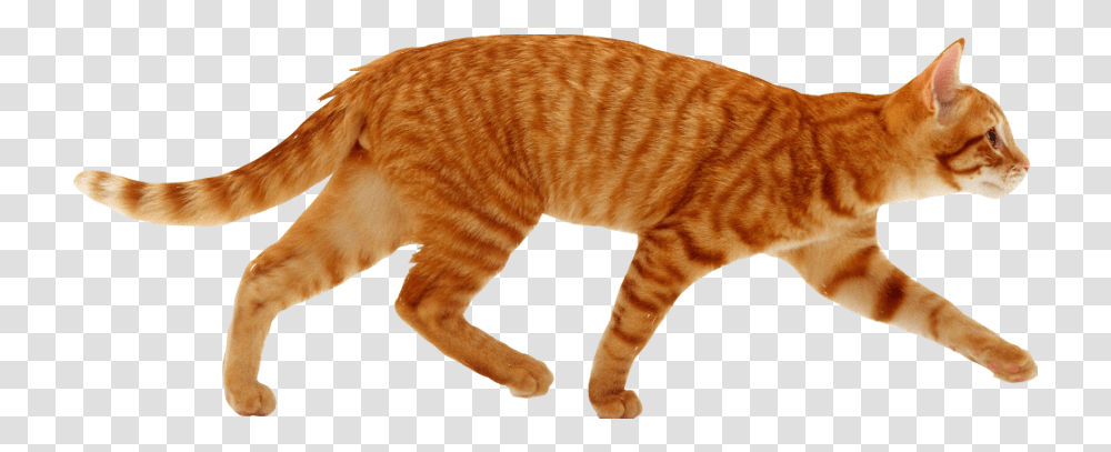 Detail Orange Cat Png Nomer 47