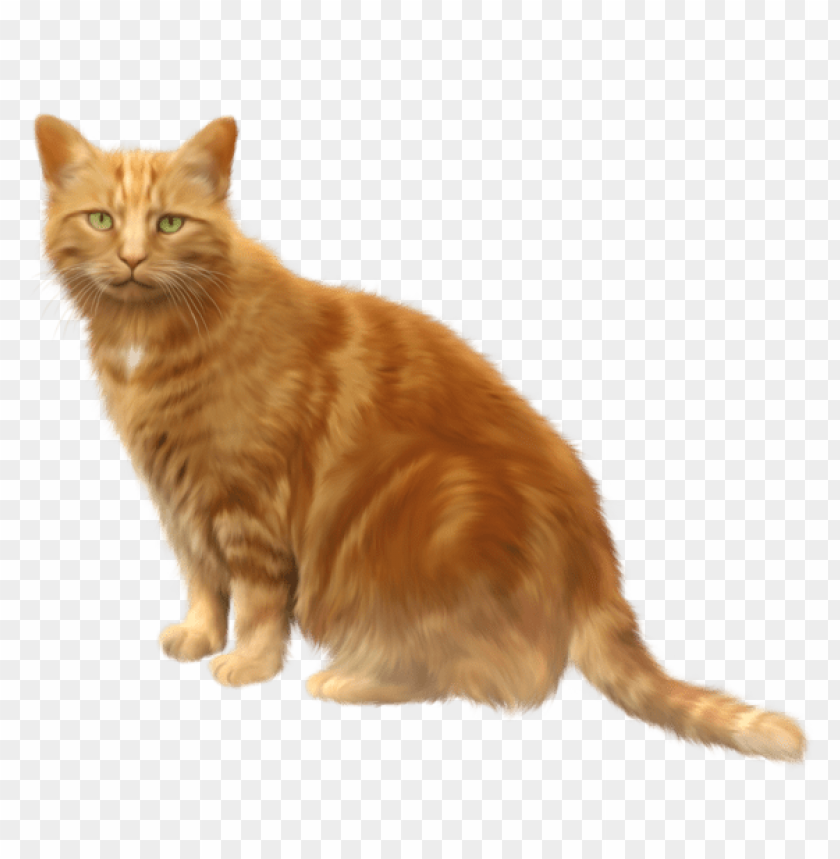 Detail Orange Cat Png Nomer 8