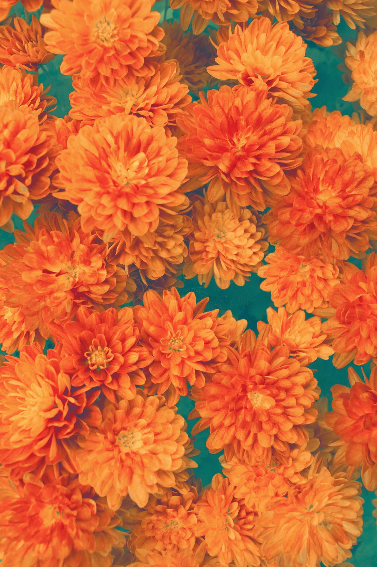 Detail Orange Flower Background Nomer 13