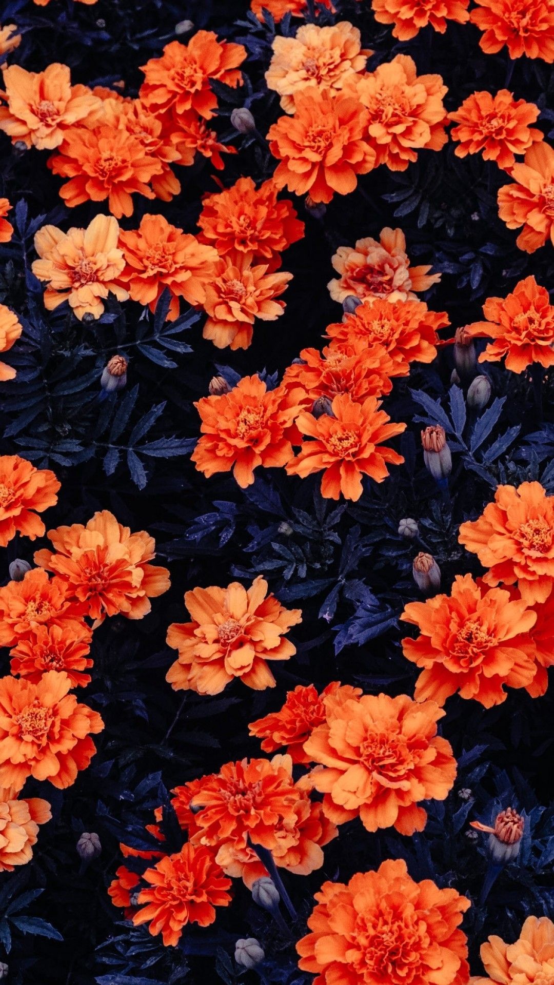 Detail Orange Flower Background Nomer 22