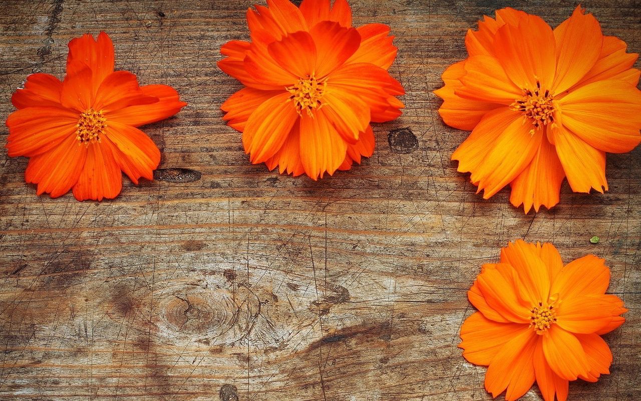 Detail Orange Flower Background Nomer 23