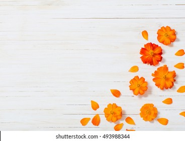 Detail Orange Flower Background Nomer 33