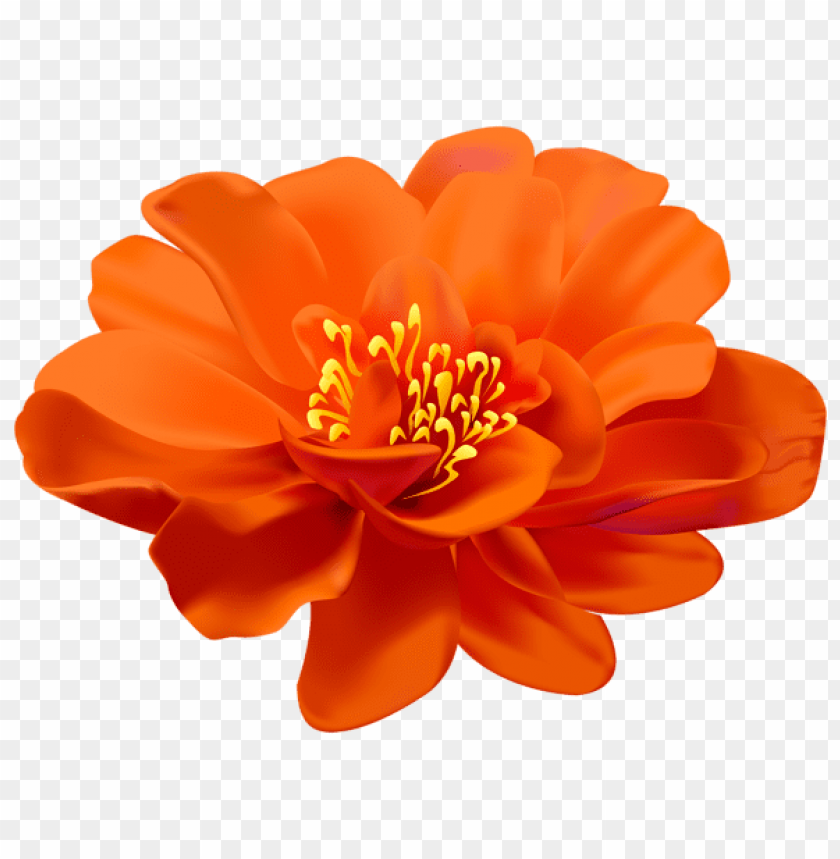 Detail Orange Flower Png Nomer 3