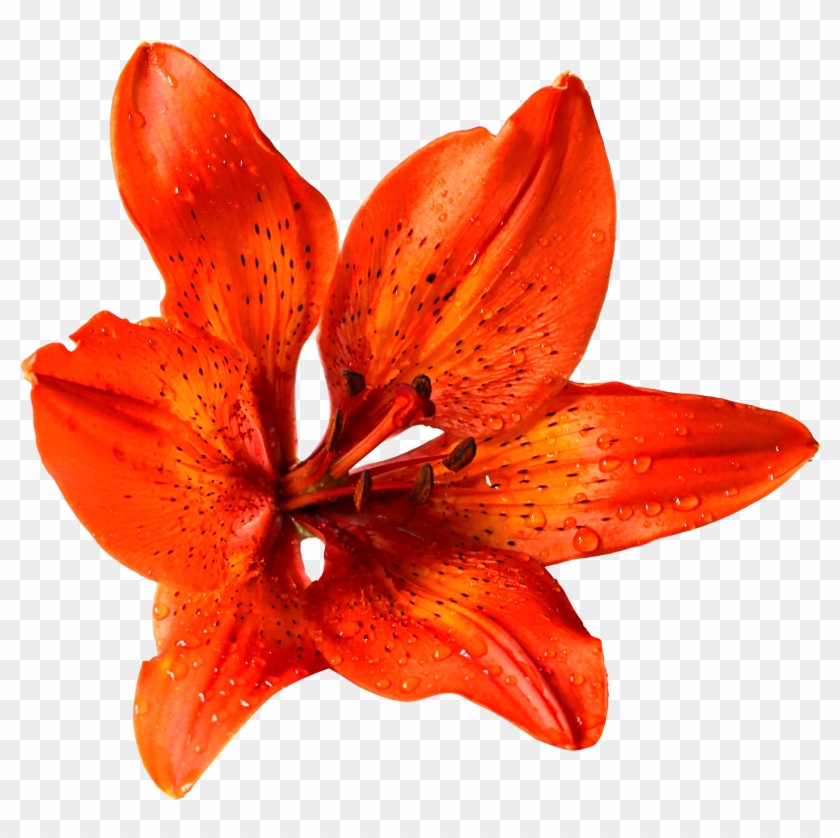 Detail Orange Flower Png Nomer 27