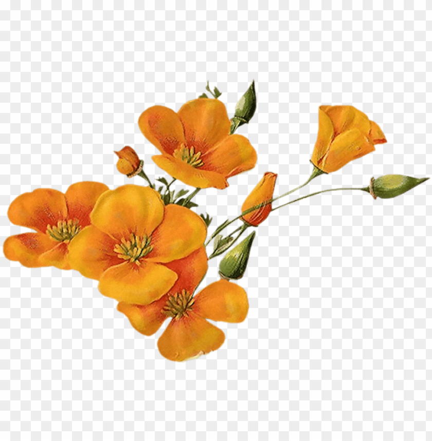 Detail Orange Flower Png Nomer 7