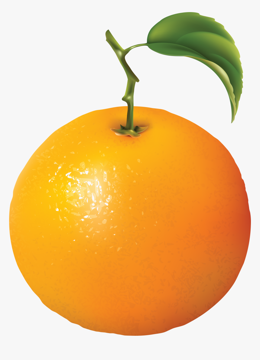 Detail Orange No Background Nomer 30