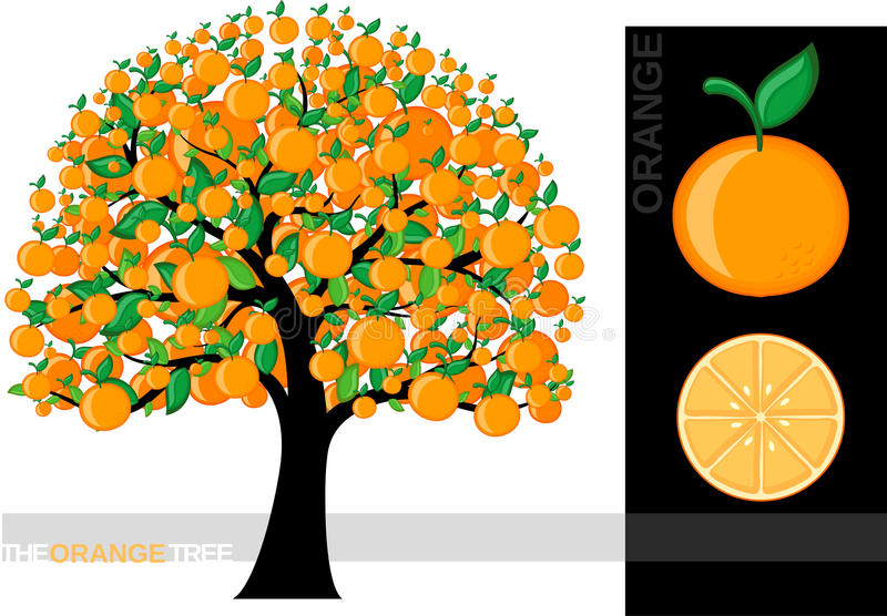 Detail Orange Tree Clipart Nomer 28