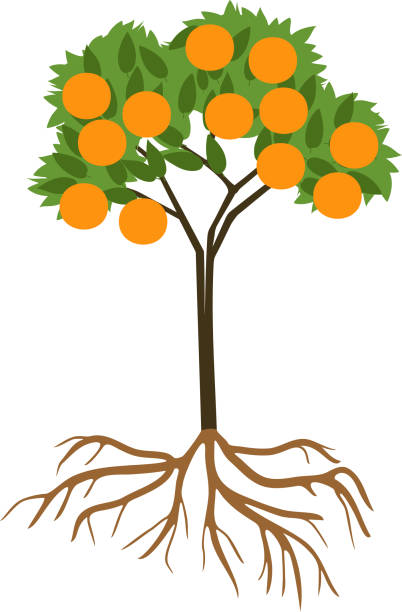 Detail Orange Tree Clipart Nomer 44