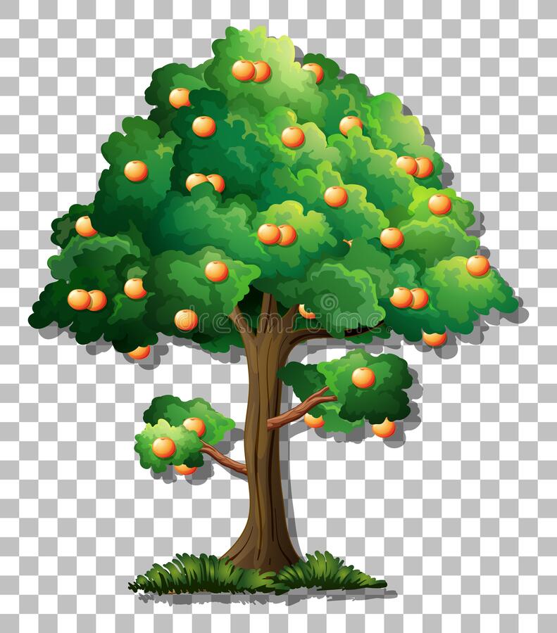 Detail Orange Tree Clipart Nomer 53