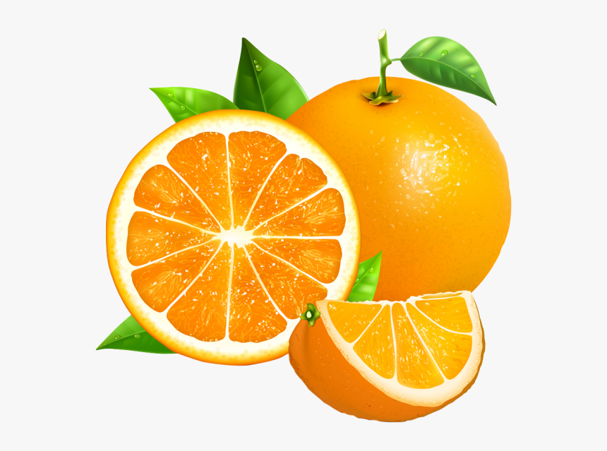 Detail Orange Vector Png Nomer 4