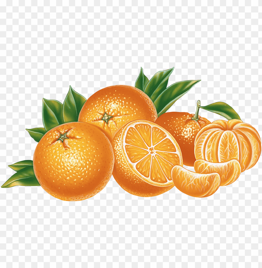 Detail Orange Vector Png Nomer 5