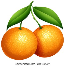 Detail Oranges Clipart Nomer 38