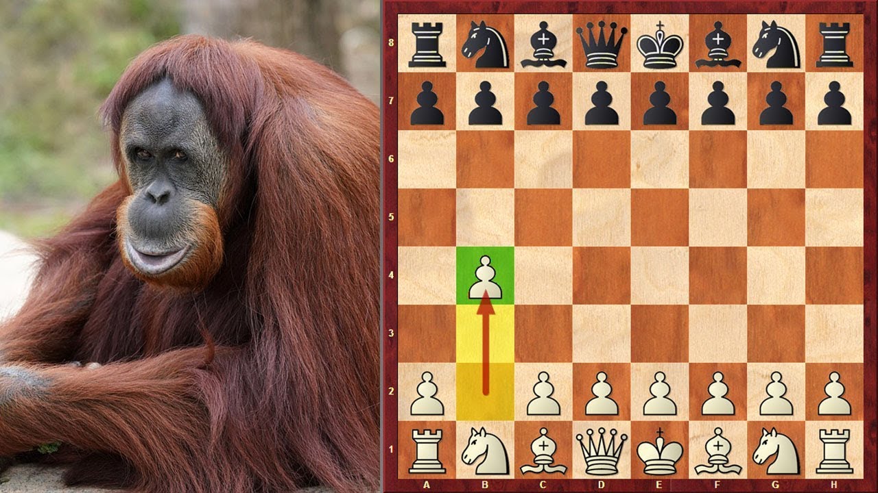 Orangutan Chess - KibrisPDR