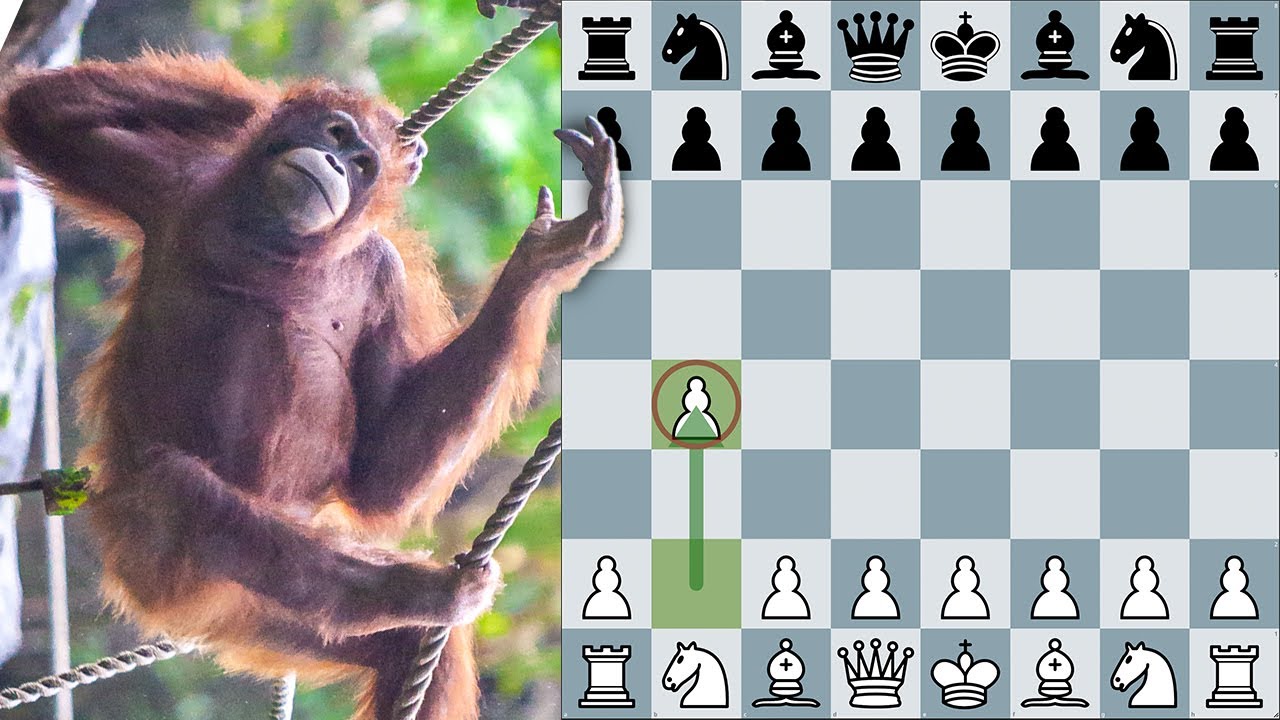 Detail Orangutan Chess Nomer 2