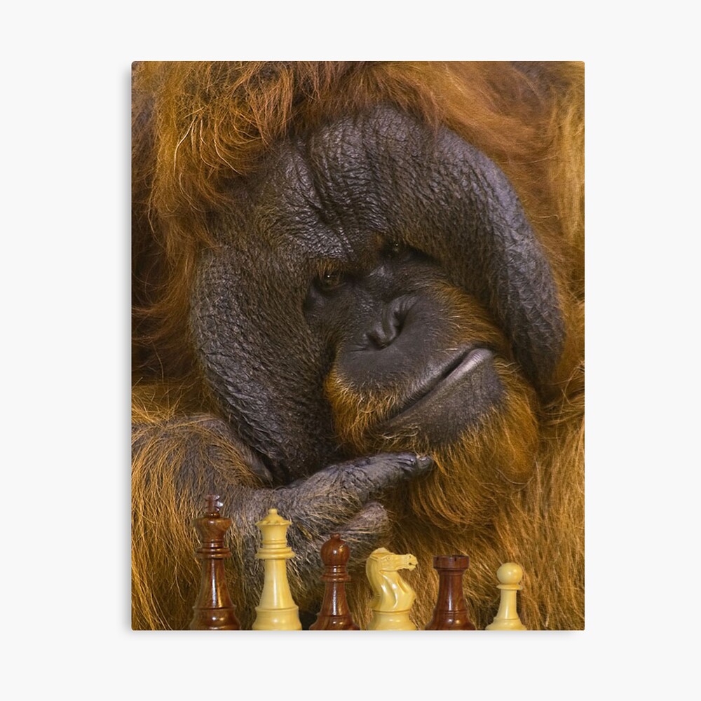 Detail Orangutan Chess Nomer 4