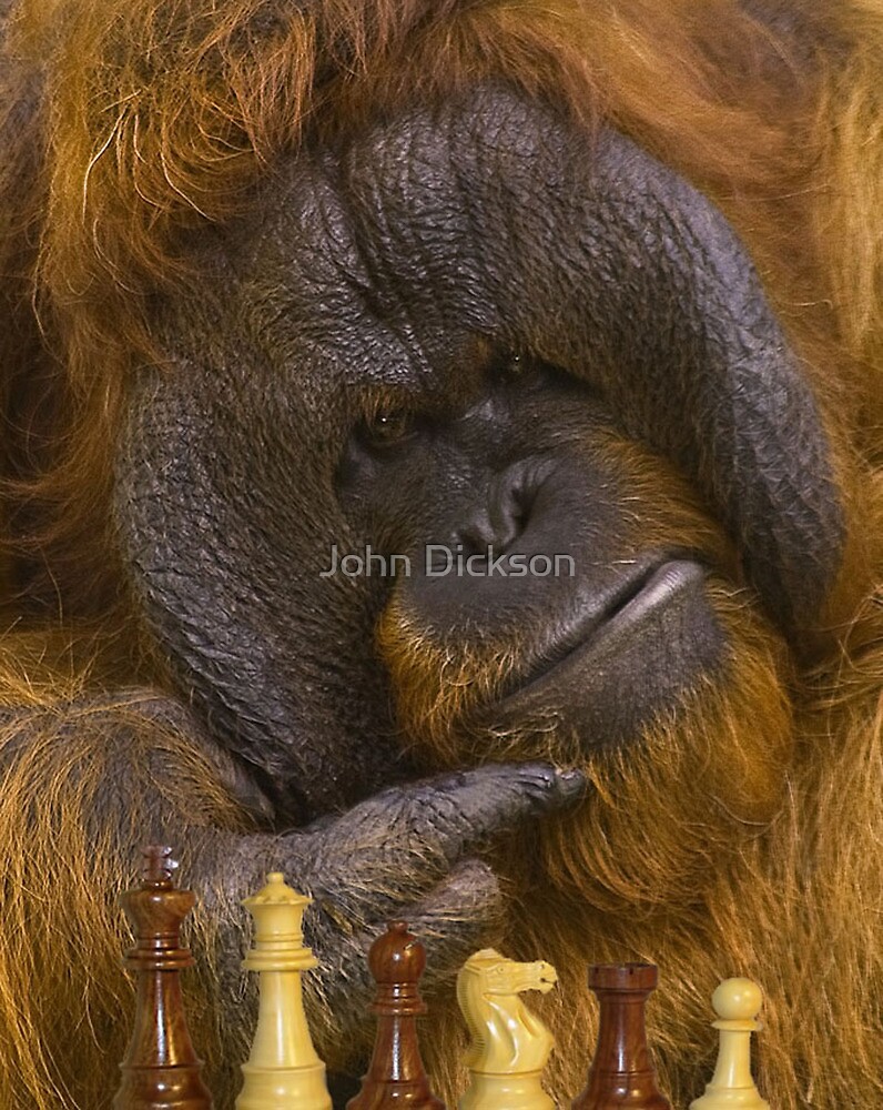 Detail Orangutan Chess Nomer 5