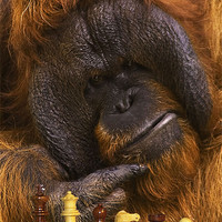 Detail Orangutan Chess Nomer 47