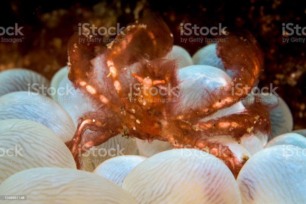 Detail Orangutan Crab Nomer 29