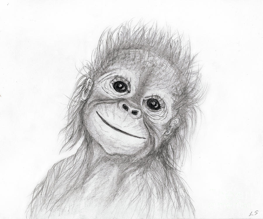 Detail Orangutan Drawings Nomer 2