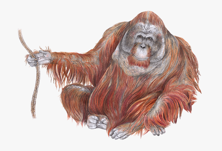 Detail Orangutan Drawings Nomer 17