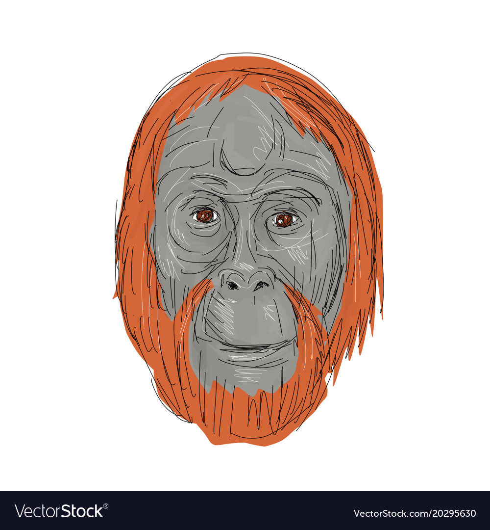 Detail Orangutan Drawings Nomer 30