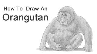 Detail Orangutan Drawings Nomer 33