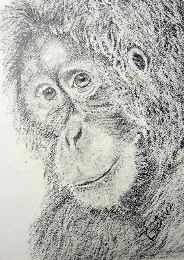 Detail Orangutan Drawings Nomer 37