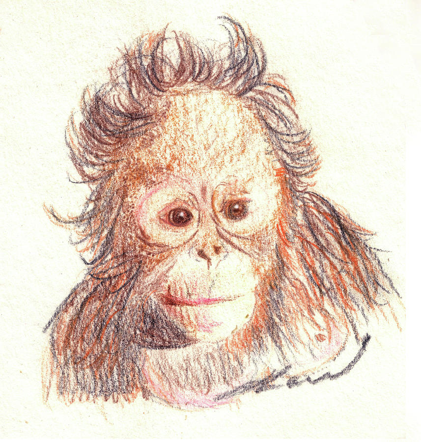 Detail Orangutan Drawings Nomer 40