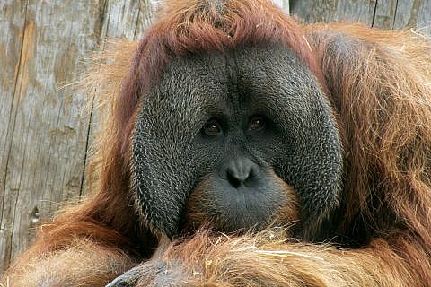 Detail Orangutan Drawings Nomer 46