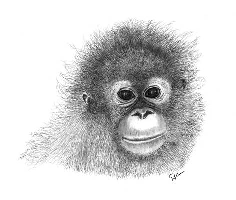 Detail Orangutan Drawings Nomer 47