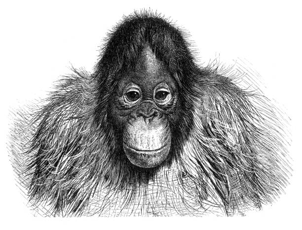 Detail Orangutan Drawings Nomer 51