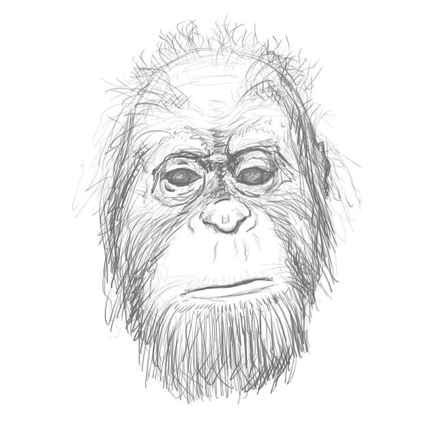 Detail Orangutan Drawings Nomer 54