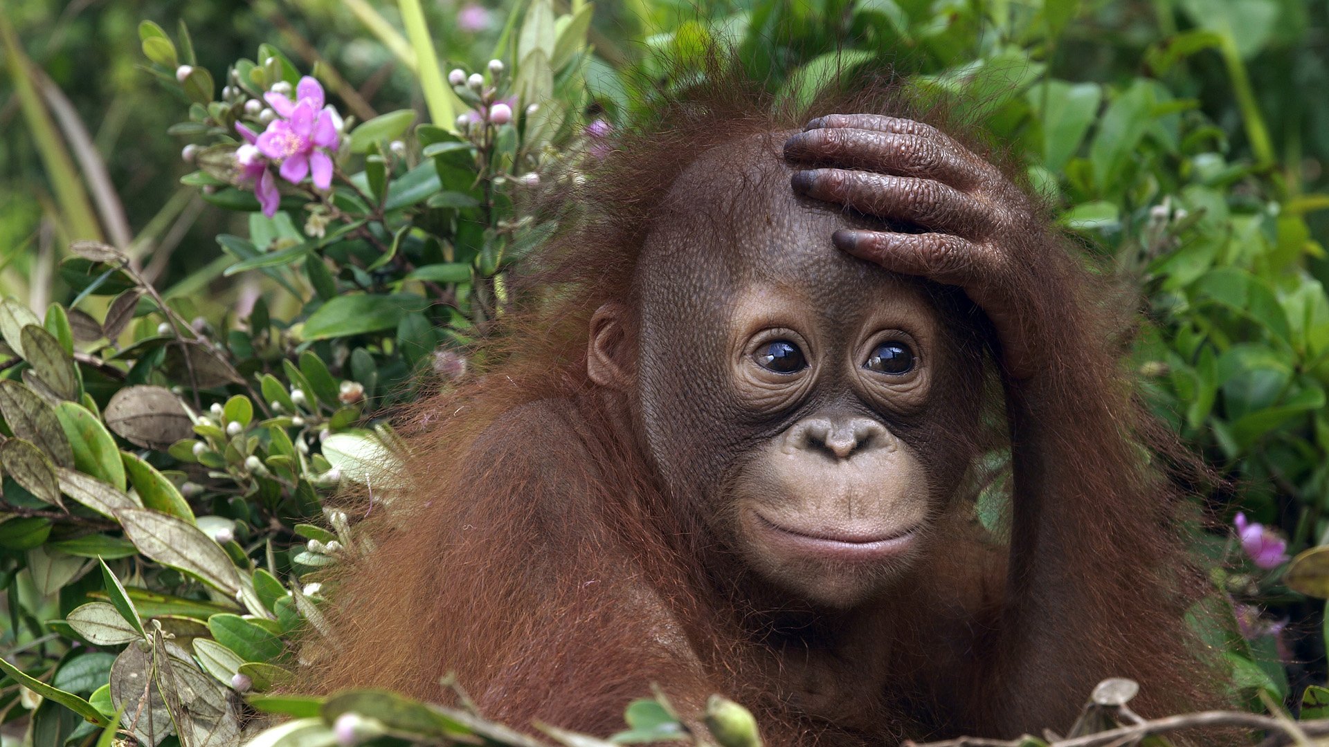 Orangutan Hd - KibrisPDR