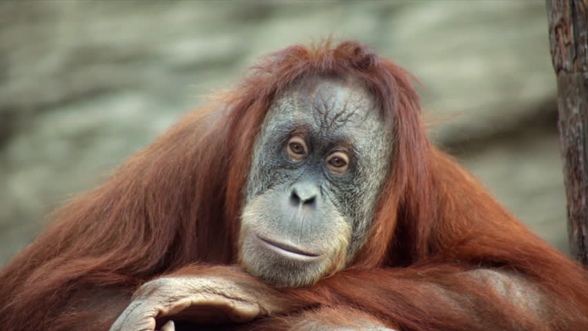 Detail Orangutan Hd Nomer 17