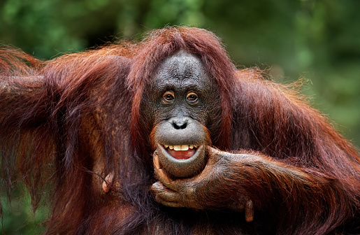 Detail Orangutan Hd Nomer 3