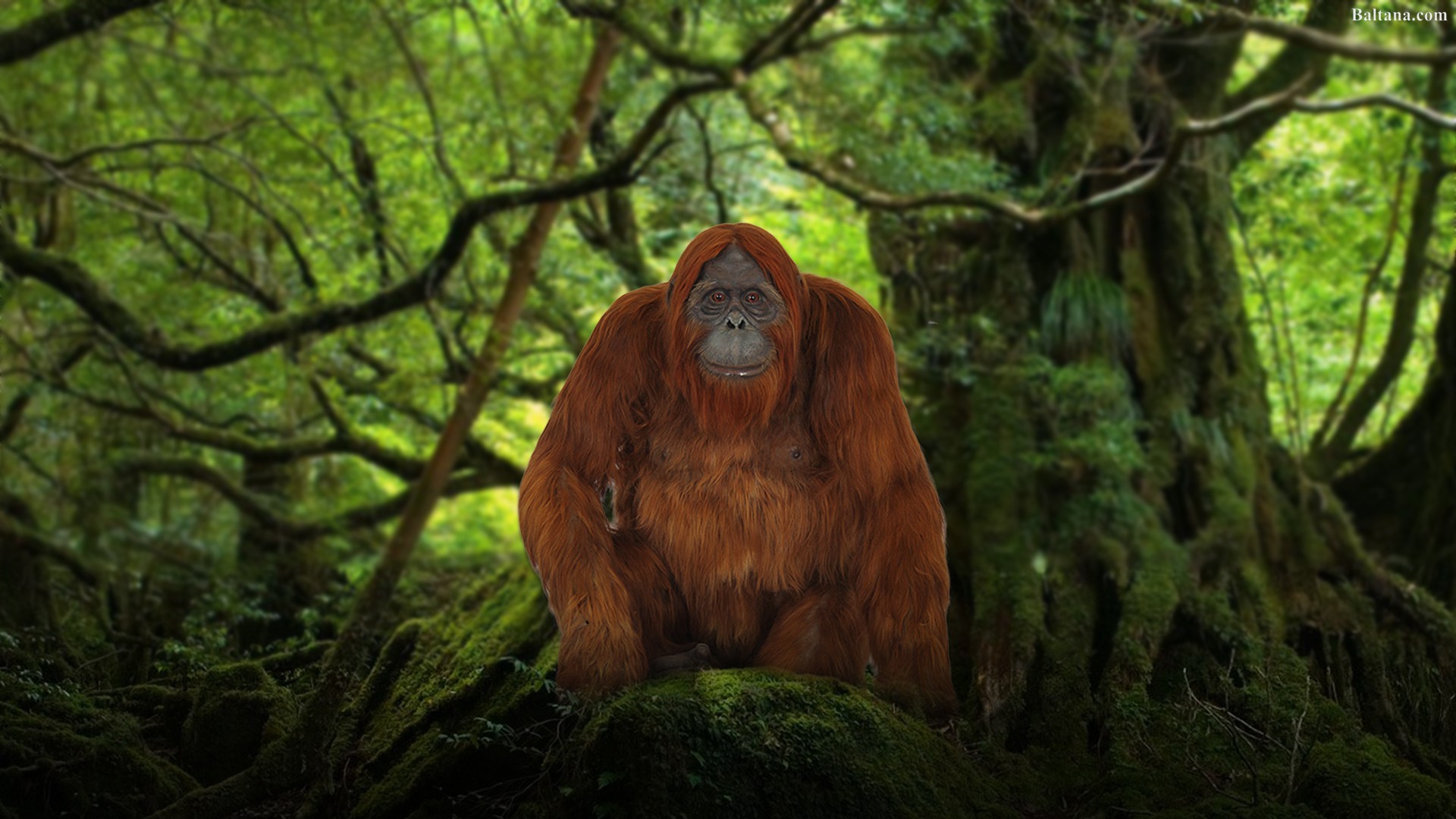 Detail Orangutan Hd Nomer 29