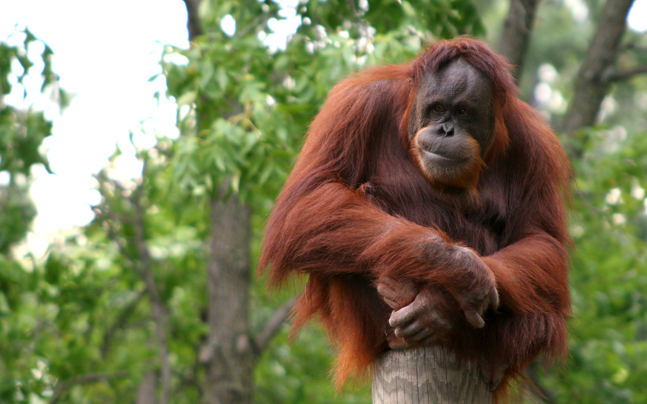 Detail Orangutan Hd Nomer 31