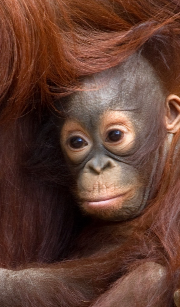 Detail Orangutan Hd Nomer 39