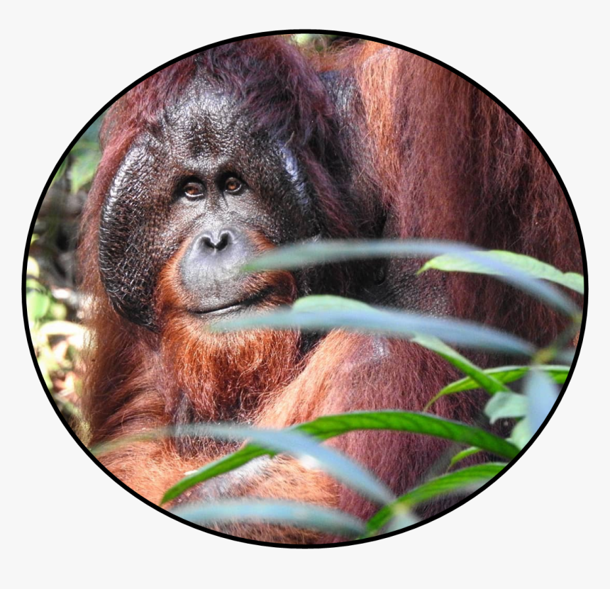Detail Orangutan Hd Nomer 41