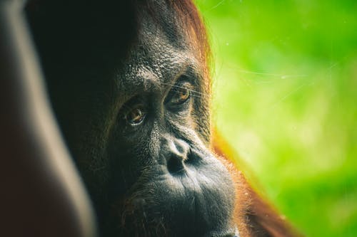 Detail Orangutan Hd Nomer 45
