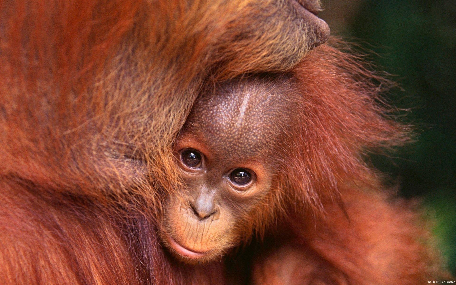Detail Orangutan Hd Nomer 6
