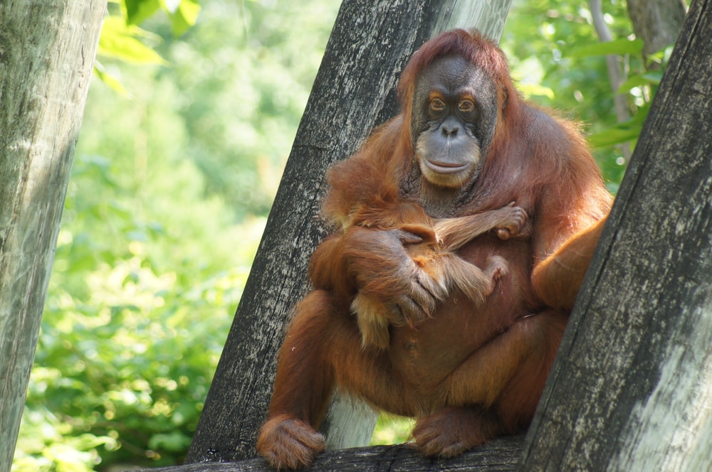 Detail Orangutan Hd Nomer 55